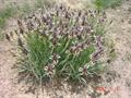 Iris acutiloba